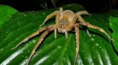 Brazilski premierni pajek in njegova nevarnost za človeka